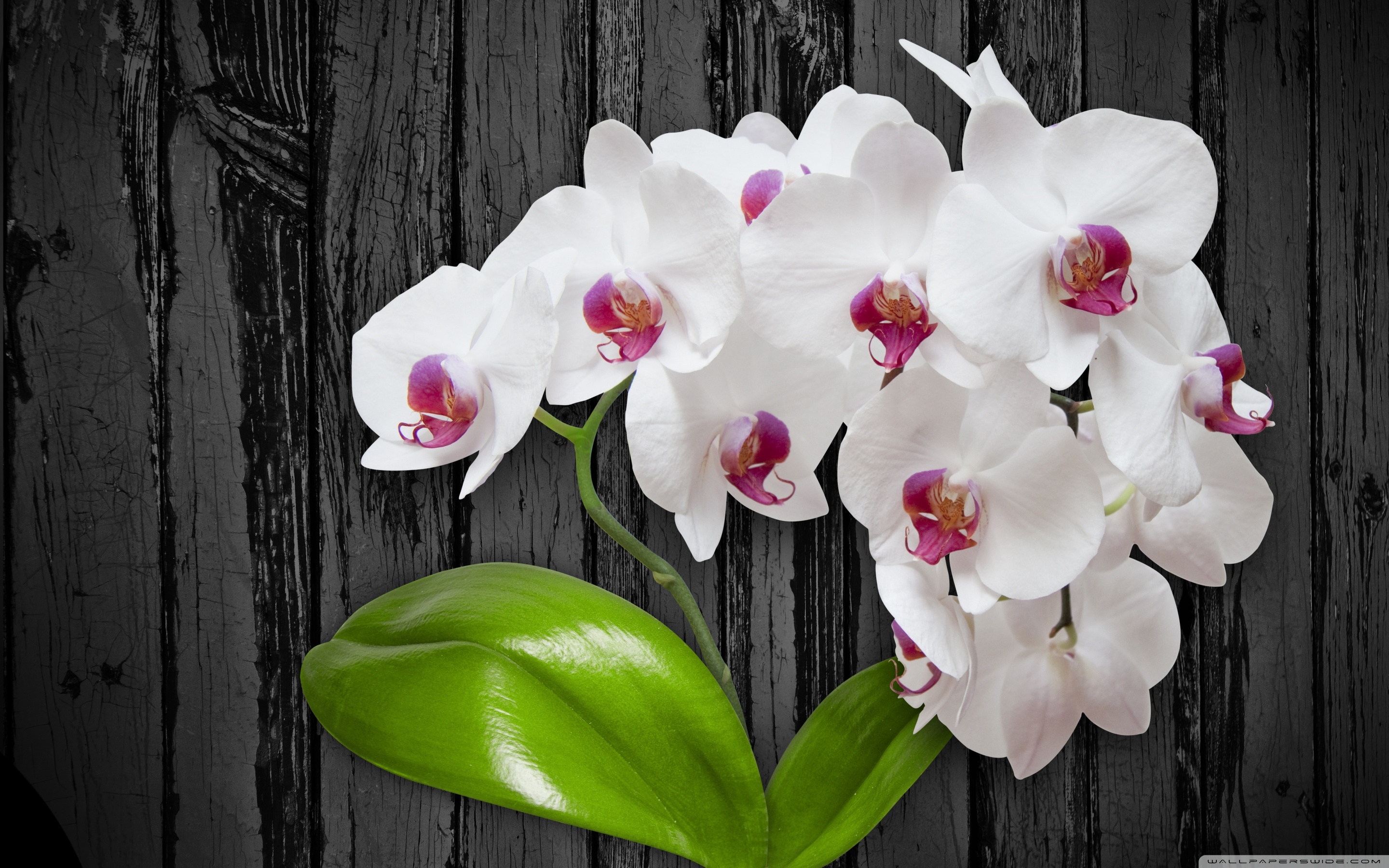 White Orchid Flower 4k HD Desktop Wallpaper For Ultra Tv