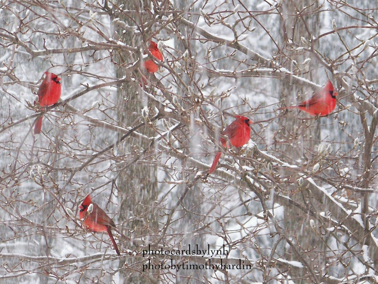 Cardinals In The Snow Jpg