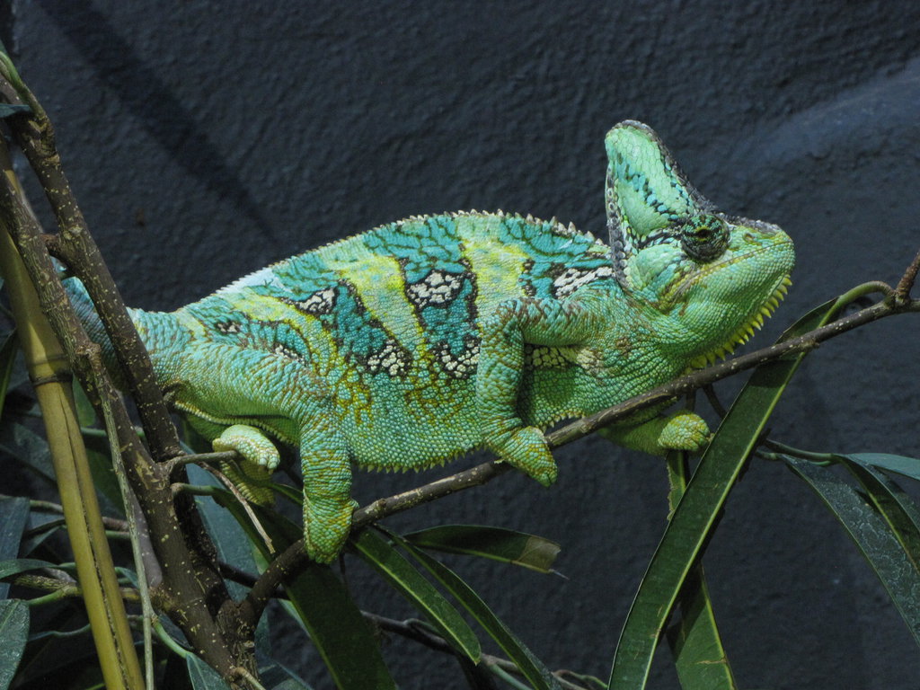 Veiled Chameleon By Animalphotos
