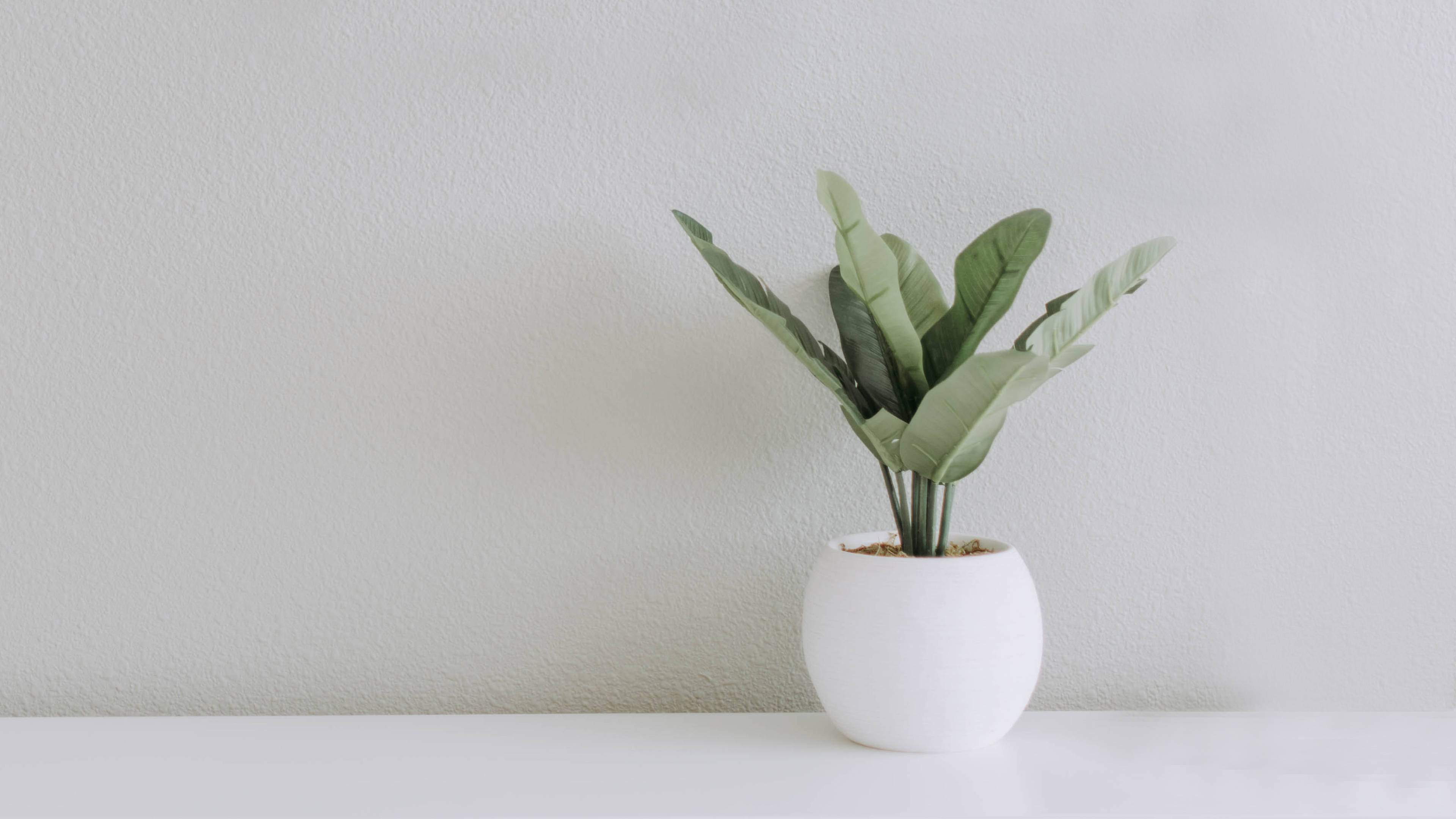 Minimalist Plant Wallpaper
