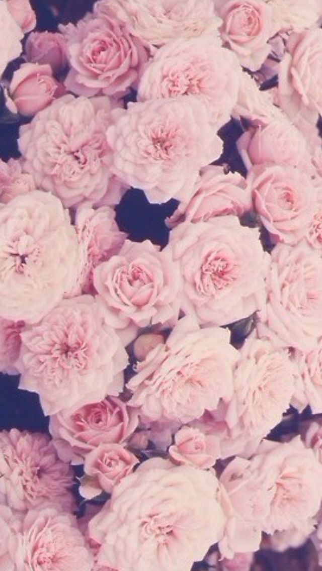 Roses iPhone WallpaperiPhone Cases Pink Flower Wallpaper