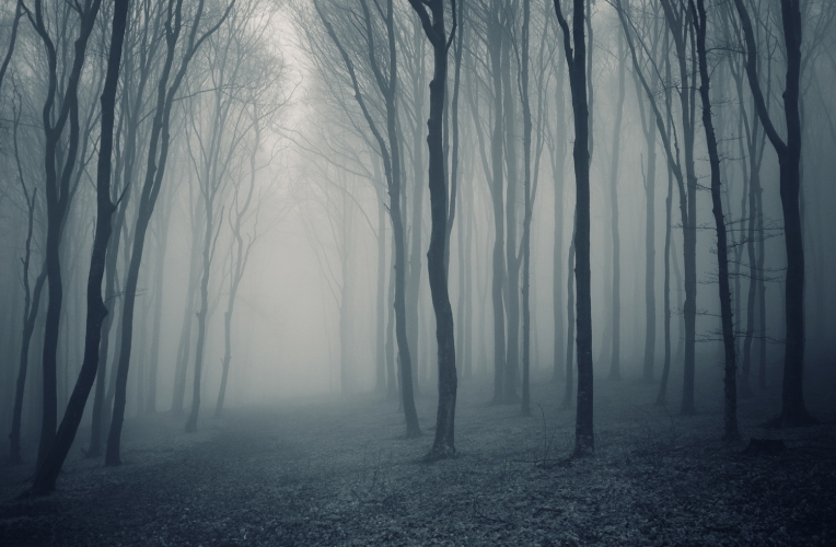 Free download Grey Mist Forest Wallpaper Wall Mural MuralsWallpapercouk ...