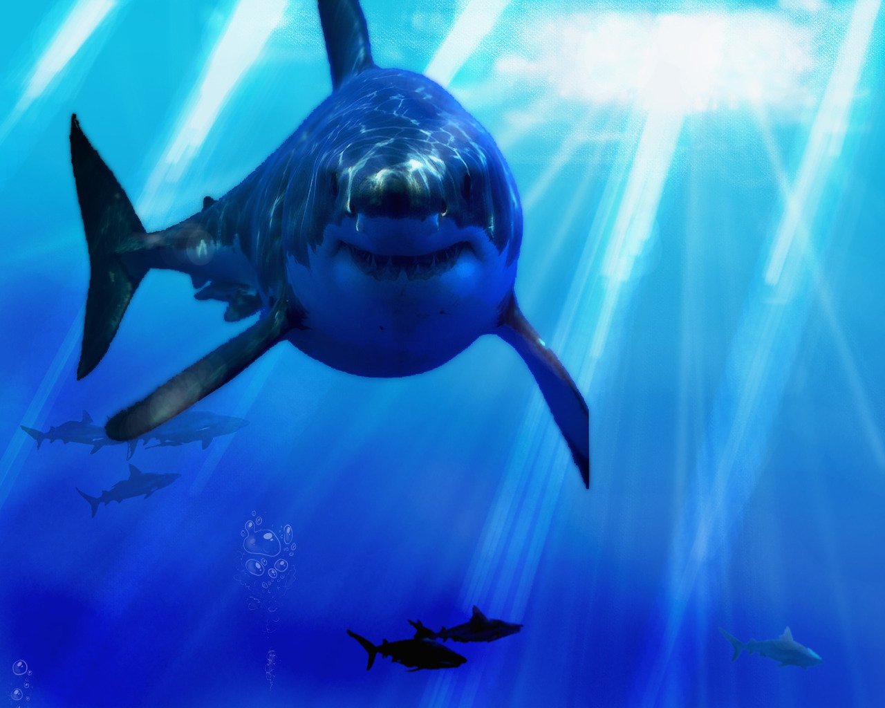 Free download Great White Shark Outline Wallpaper [1280x1024] for your