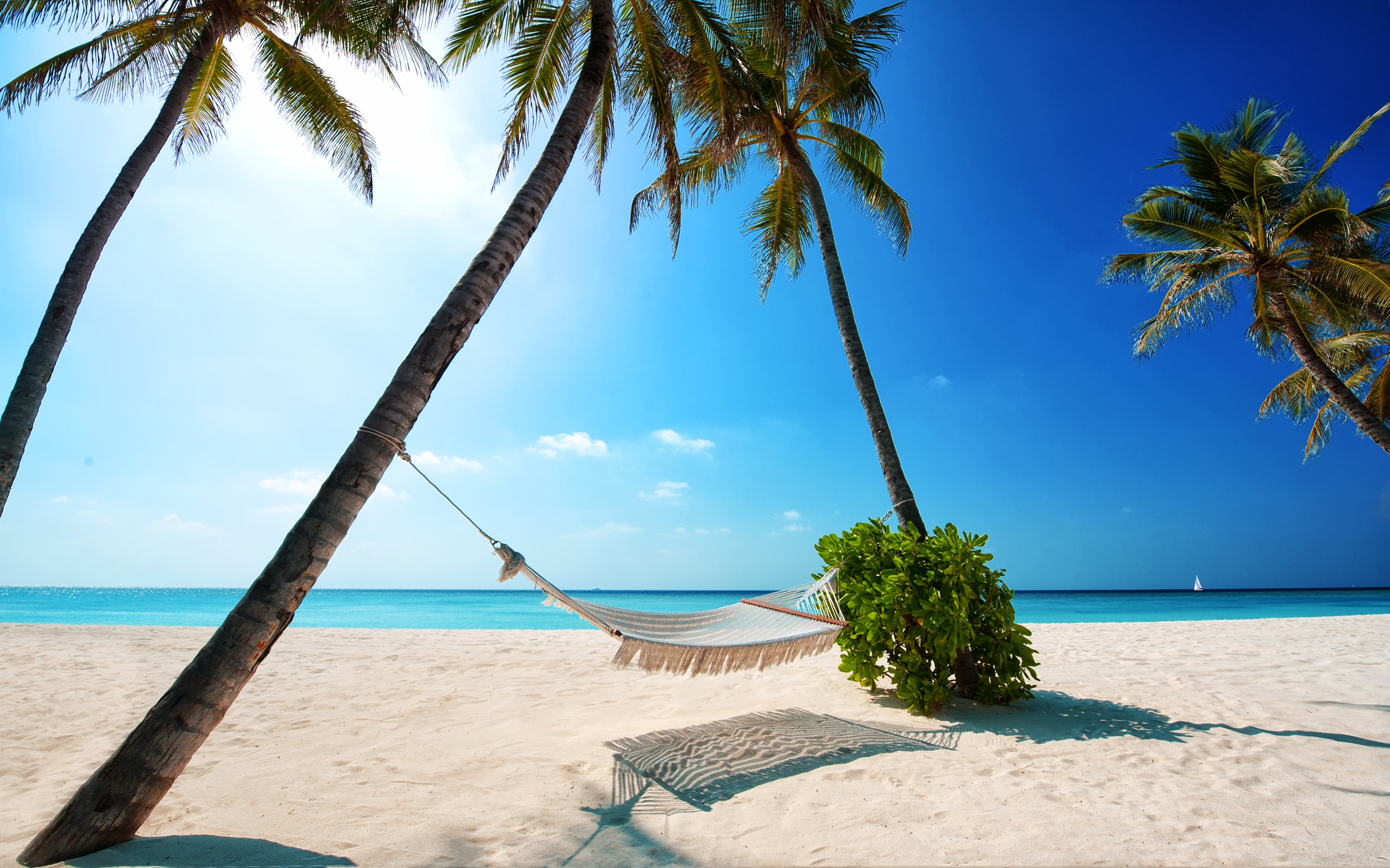 Free download Summer Widescreen [2560x1600] for your Desktop, Mobile