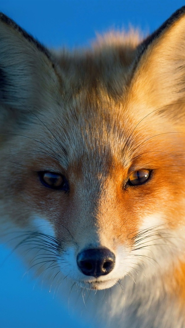 Free download Wallpaper Red fox portrait eyes blue background 1920x1200