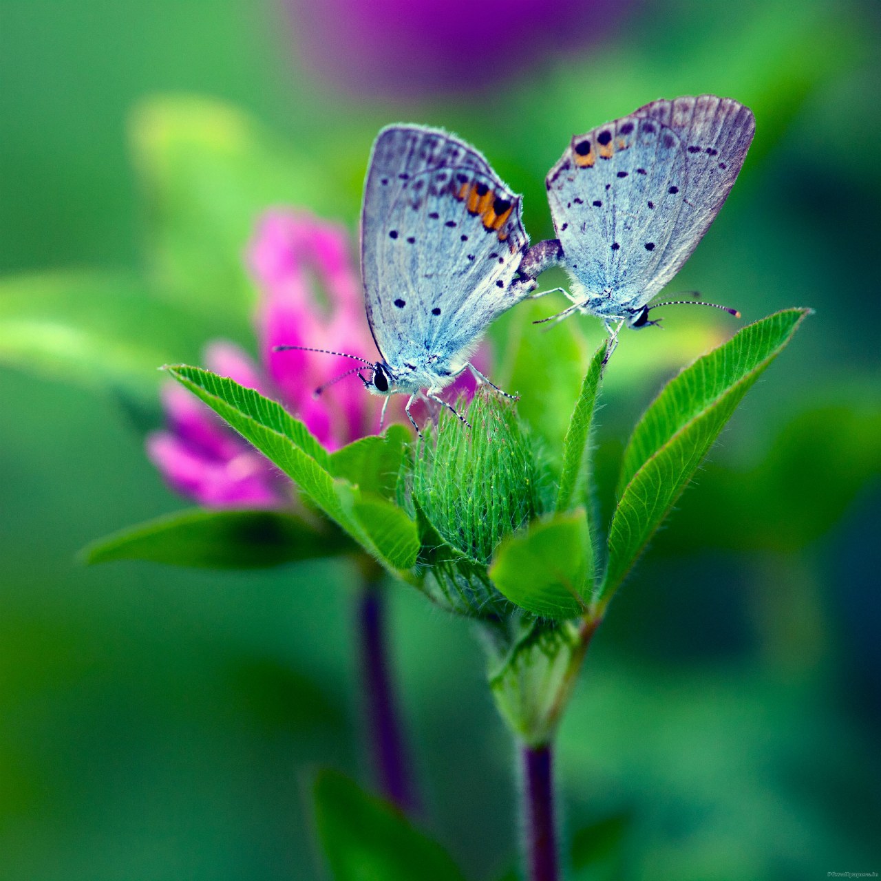 Free download butterfly flower wallpaper 1280x1280 [1280x1280] for your Desktop, Mobile & Tablet