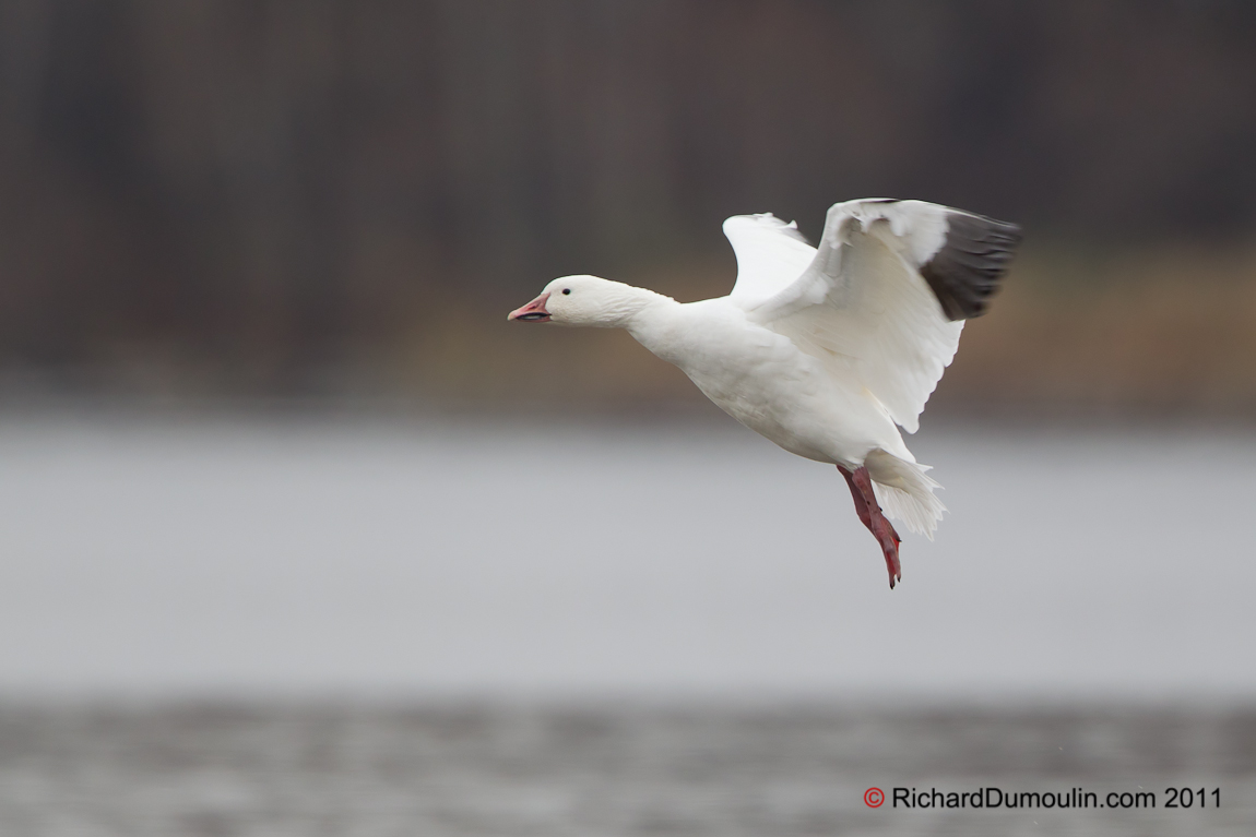 Free download Snow Goose Wallpapers Downloads Goose Snow Goose