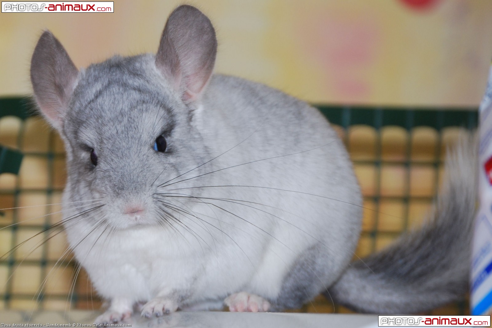 Free download Tlchargement du fond dcran de rongeurs chinchilla en